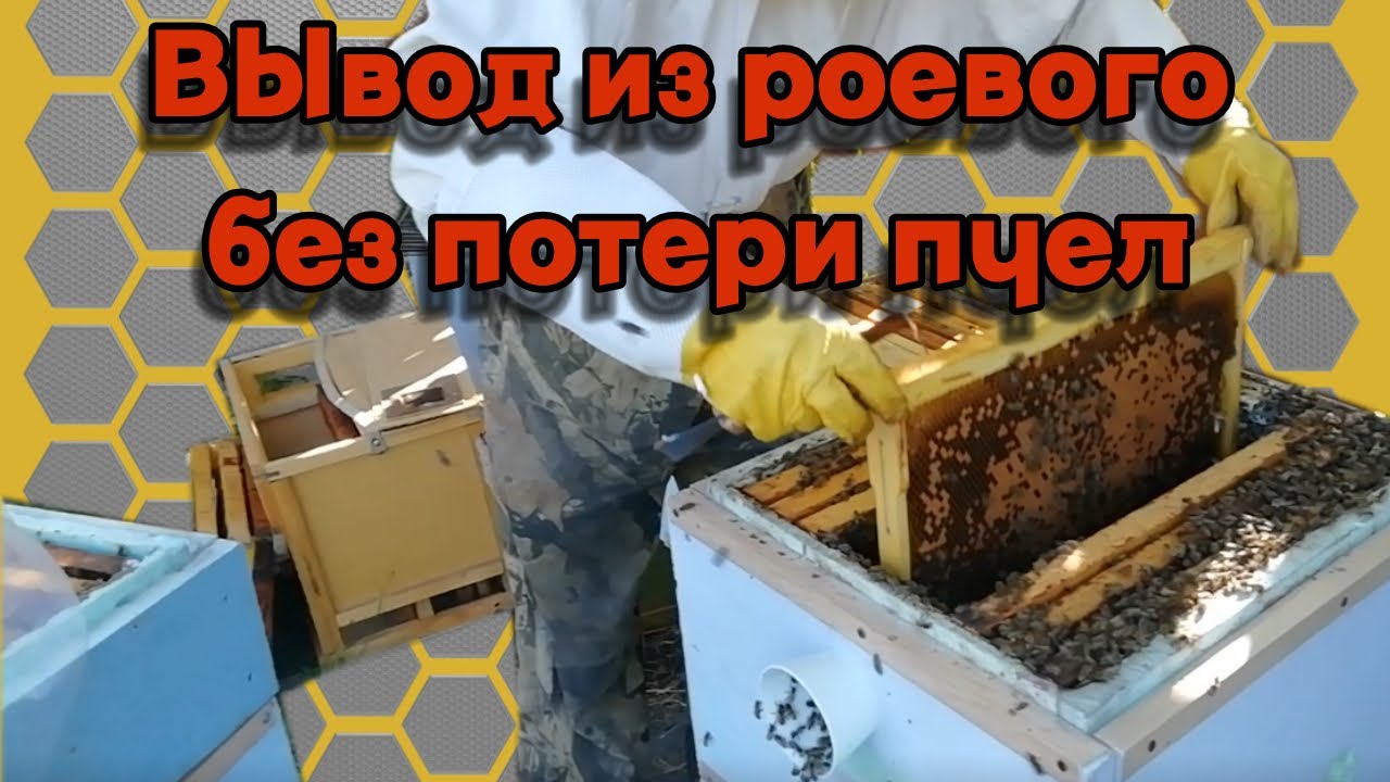 Вывод из роевого без потери пчел.- Метод Демари