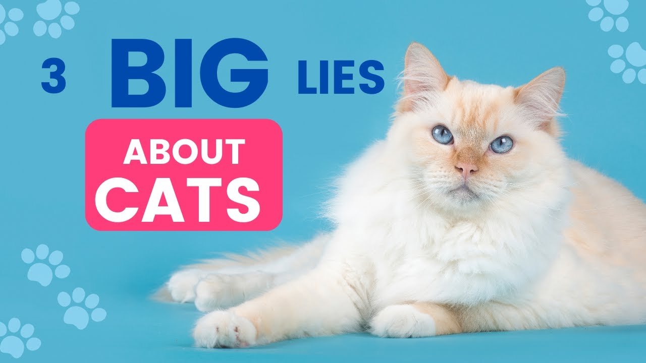 CatCraze: Unleash the Purr | 3 Common Cat Care MYTHS Debunked: What NOT to Do for Your Feline Friend