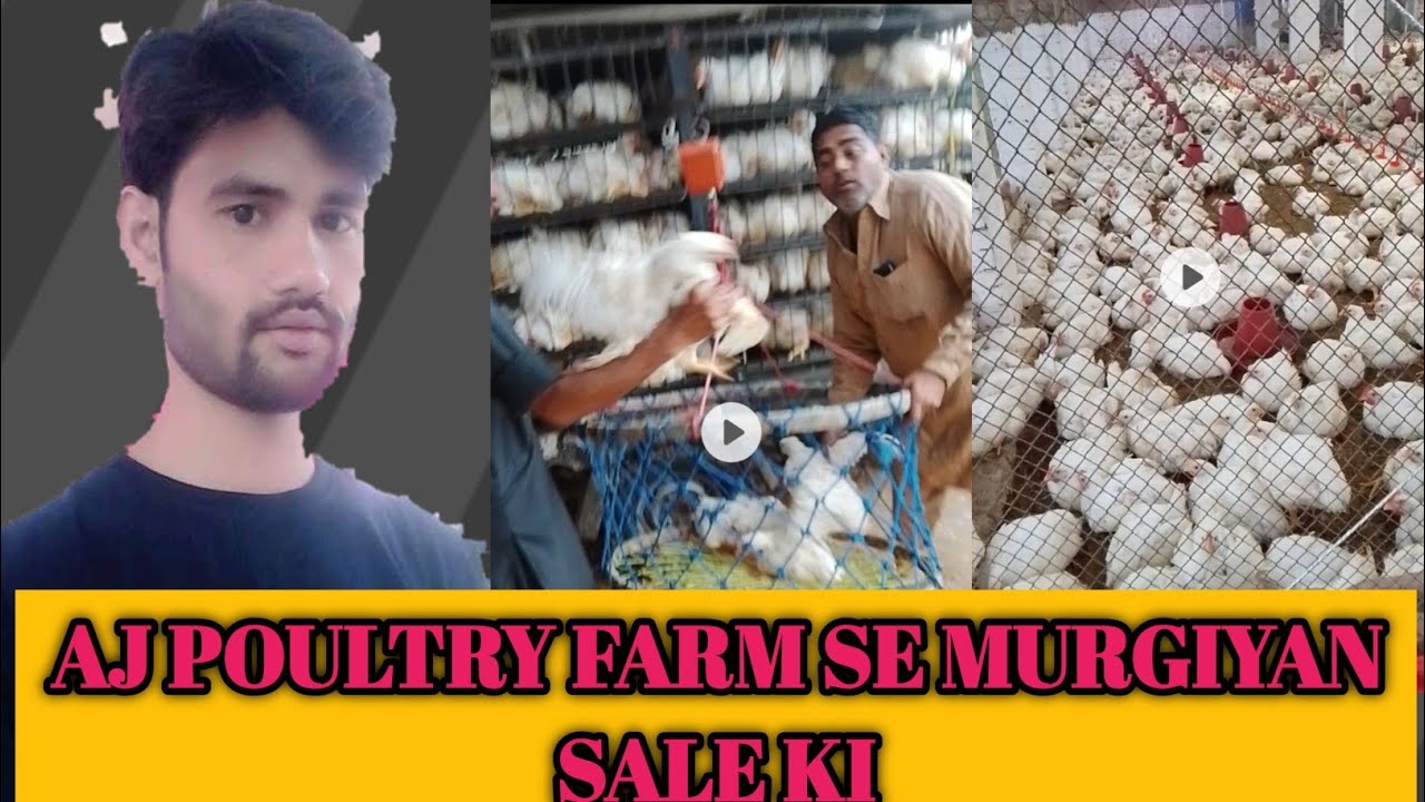 Subah Subah Poultry Farm Se Murgiyan Sale 🐔 | Daily Vlog”