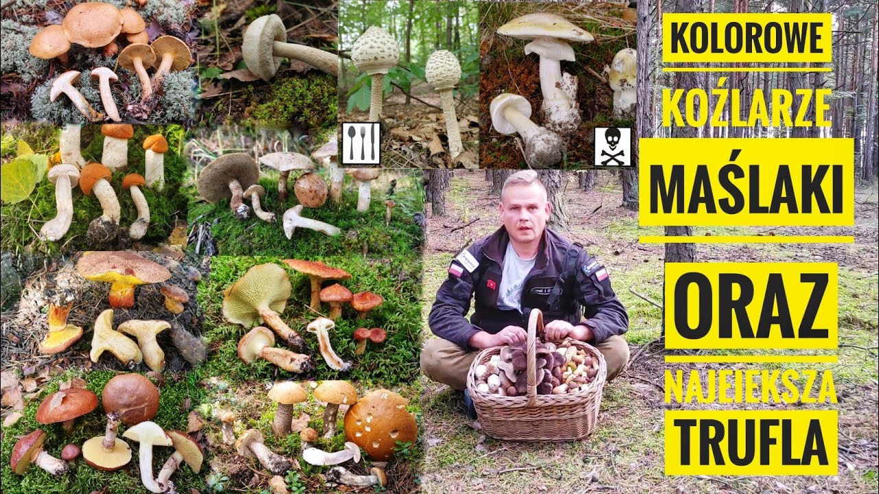 Porównanie Kani i Muchomora sromotnikowego. Jak rozróżnić Maślaki i Koźlarze, moja największa trufla