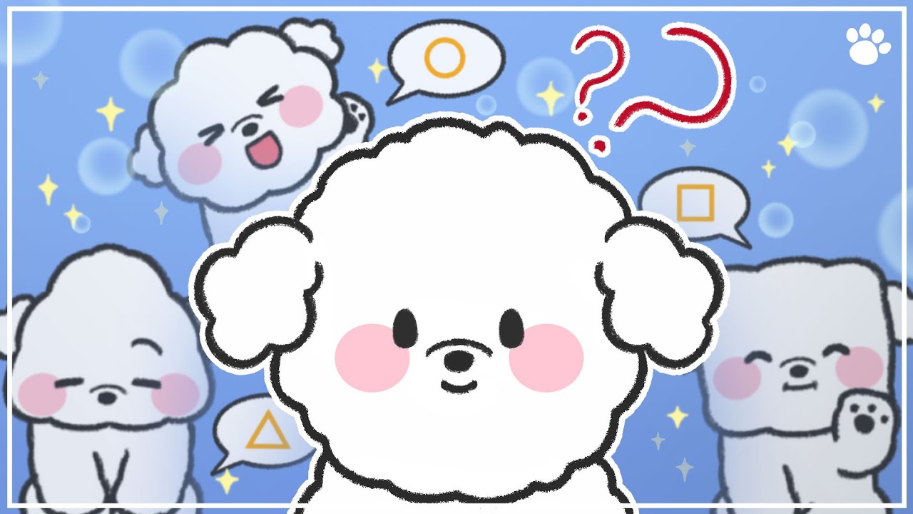 비숑의 머리스타일은 타고난 걸까? 비숑 프리제 견종백과