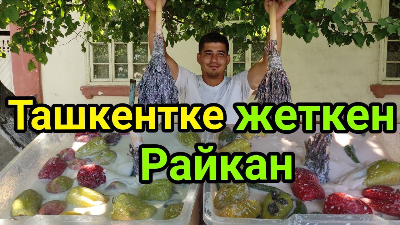 ТАШКЕНТКЕ жеткен Райкан чалап 👍