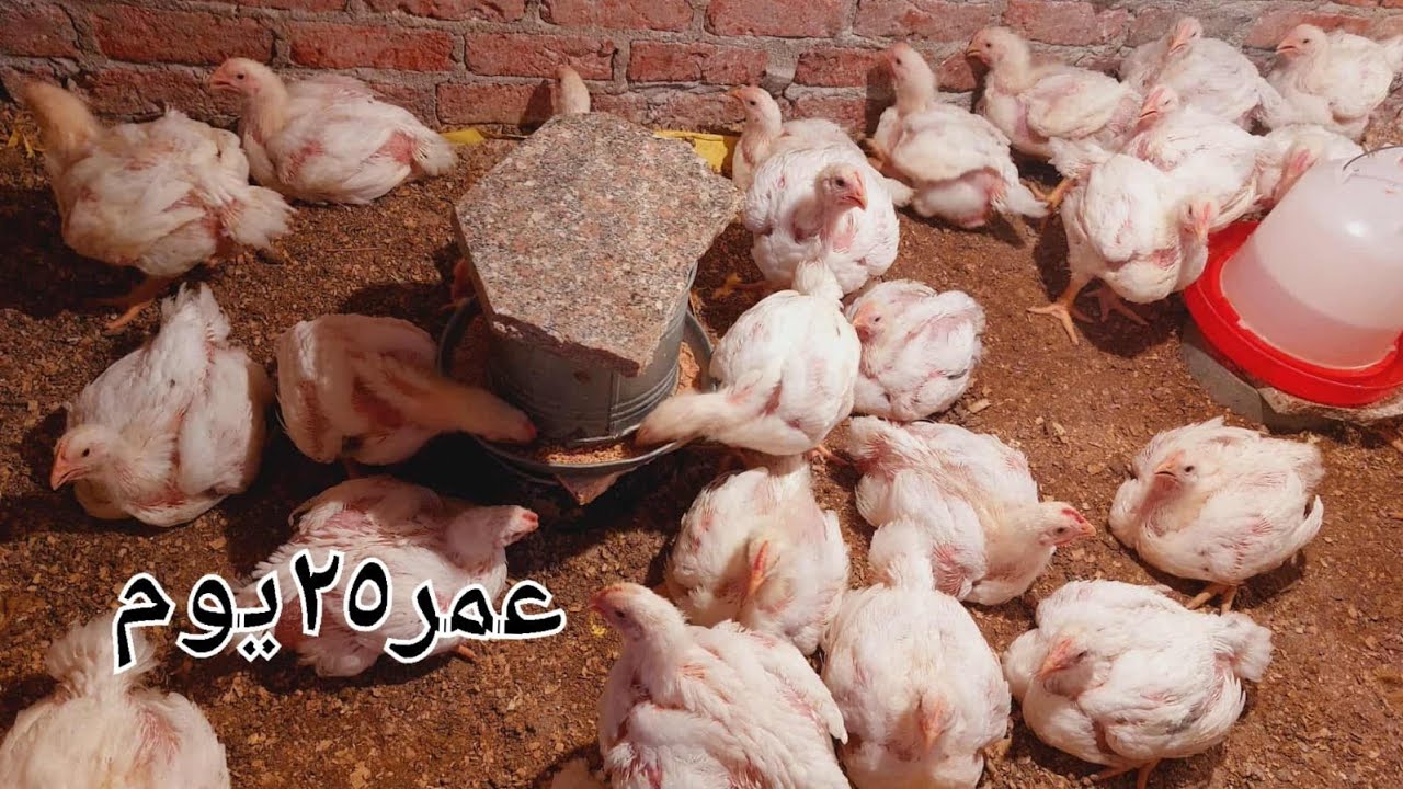 عمر الفراخ ٢٥ يوم# هو ده السر البيخلى الفراخ تشيل أعلى وزن وبيخلى الفراخ طعمها احلى من الرومى👌