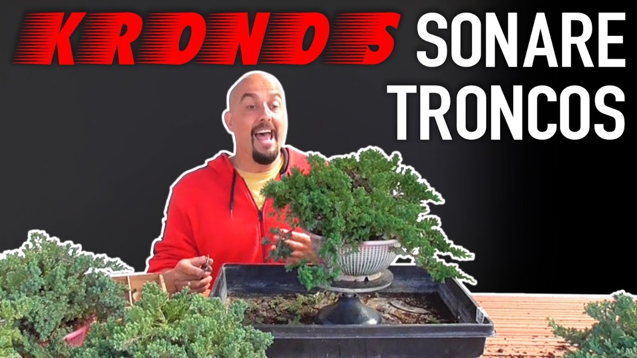 Limpieza y selección de ramas Bonsai Kronos Sonare