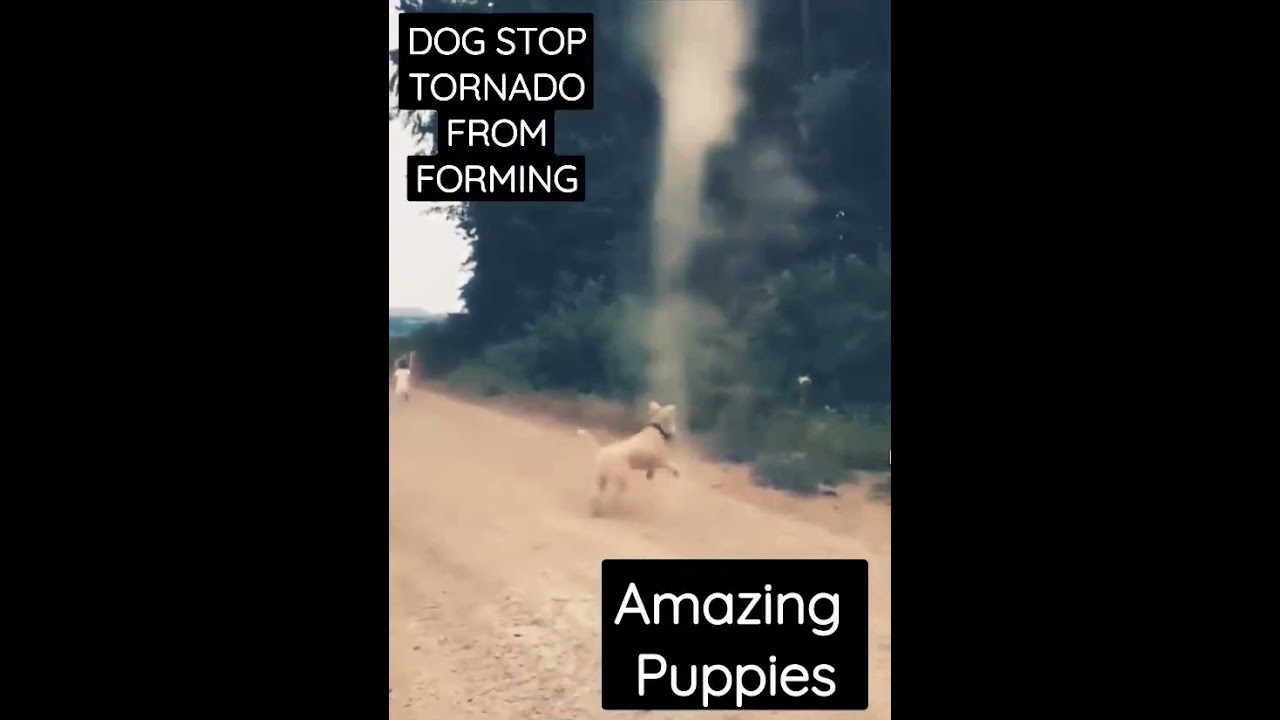 Dog Stop Tornado from Forming