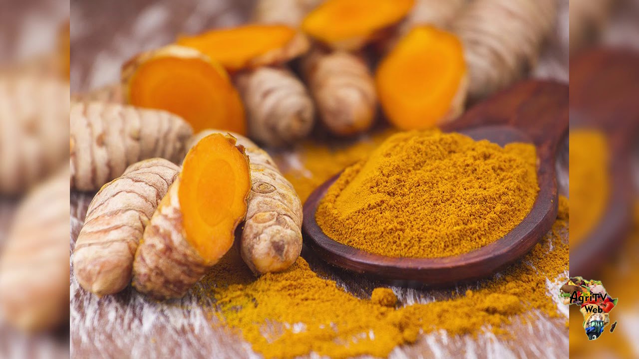 Investir dans la culture du curcuma