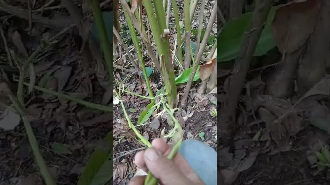 Cardamomo