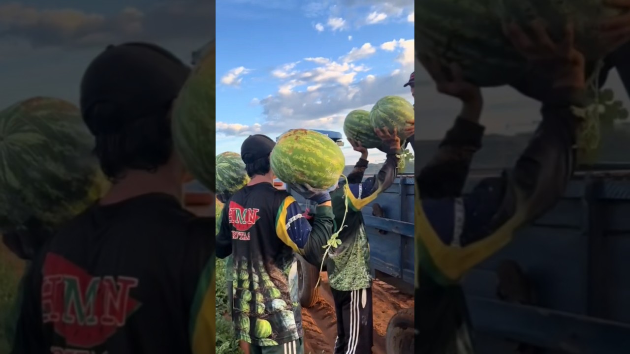Арбуз Конго 🍉💪🏻🚜 +79128475201 WA/TG