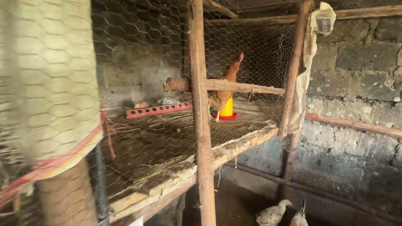 KIENYEJI CHICKEN 