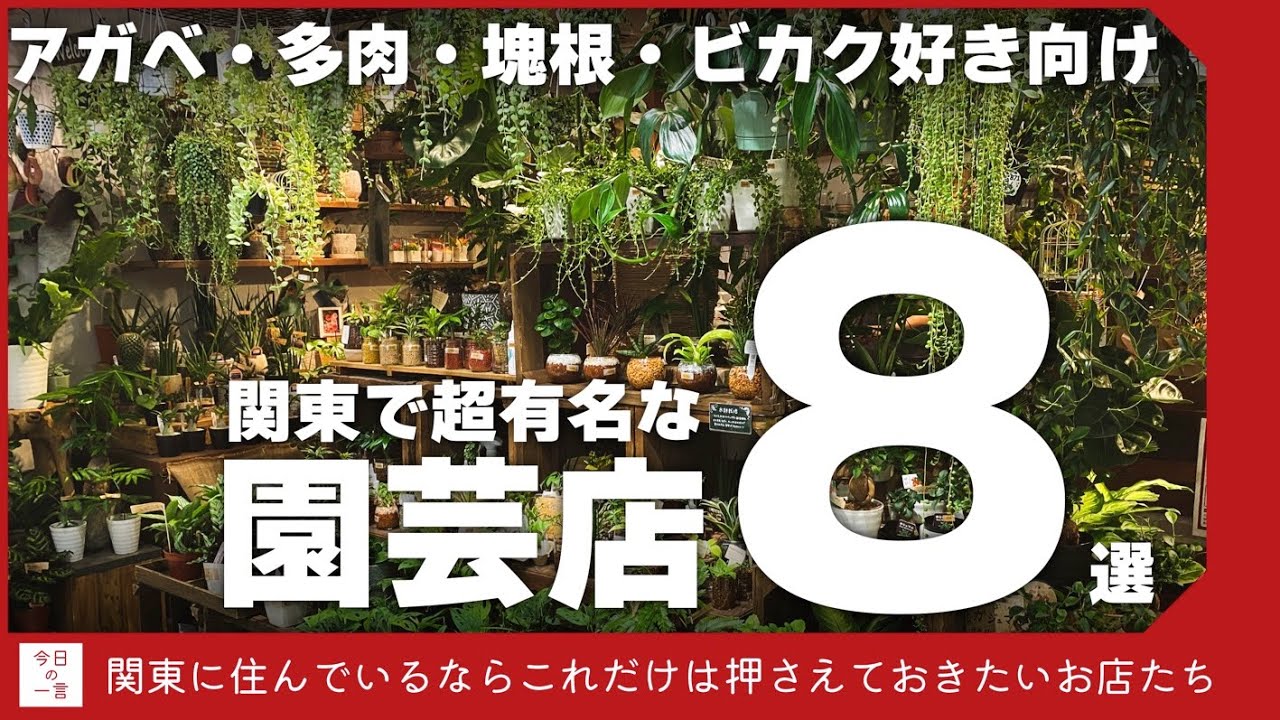 関東圏でトップクラスの品揃えを誇る多肉、アガベ、珍奇、ビカクを扱う8つの園芸店を紹介する