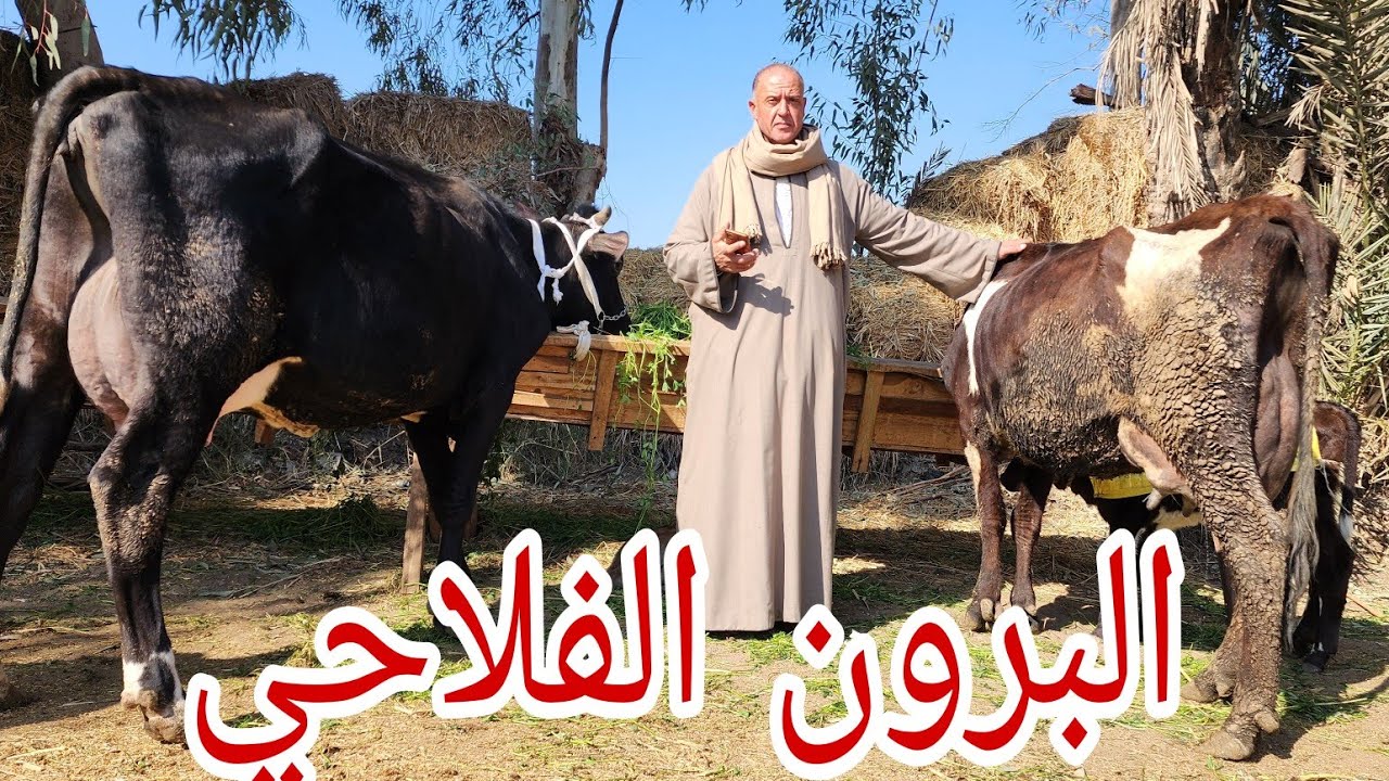 شرباش هيولعها نار ونازل يضرب السوق كله بقاله يومين مدخلش البيت جايب بنزينات بقر والد حلاب برون فلاحي