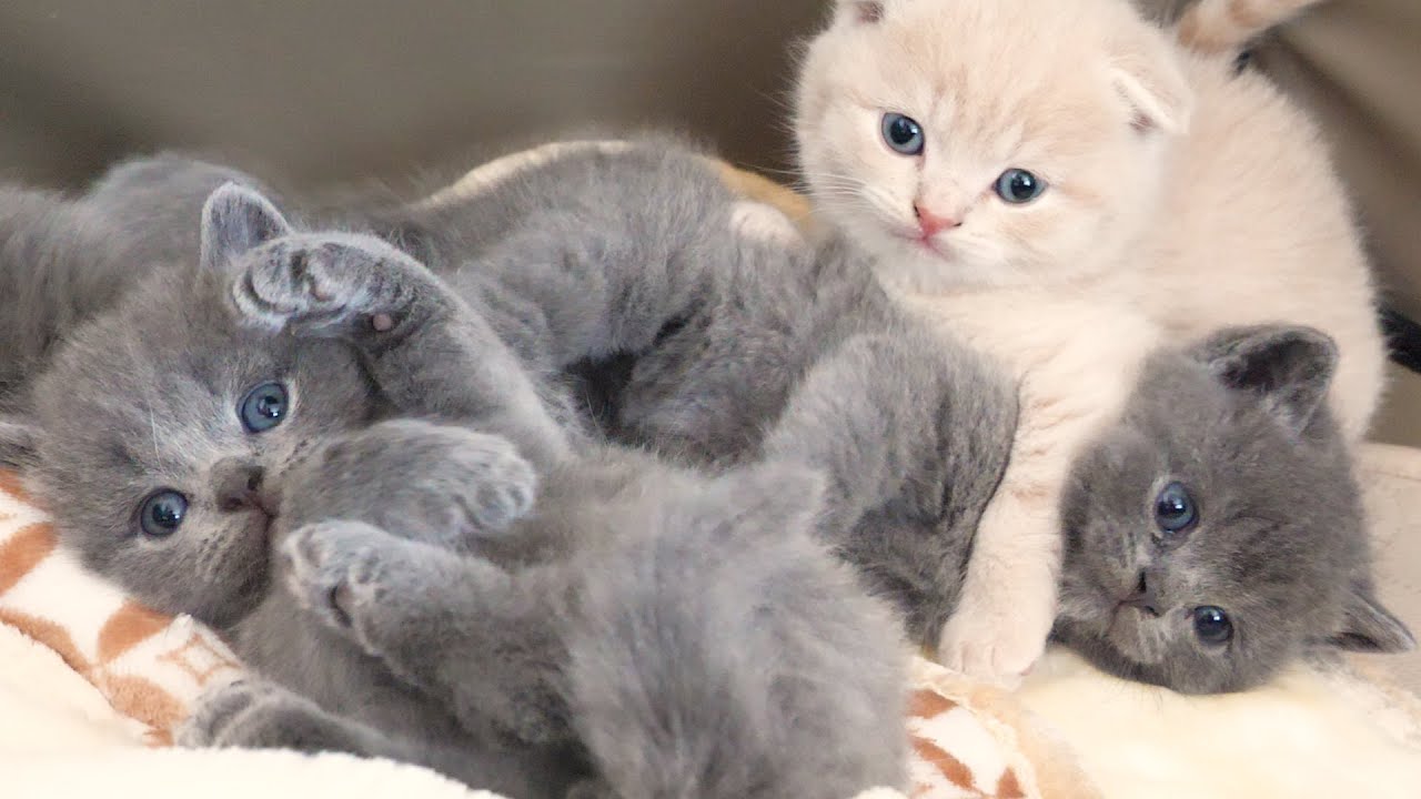 子猫の猫じゃらしへの反応がスローすぎてかわいい…スコティッシュフォールドつむの子猫の成長記録…kitten and grow