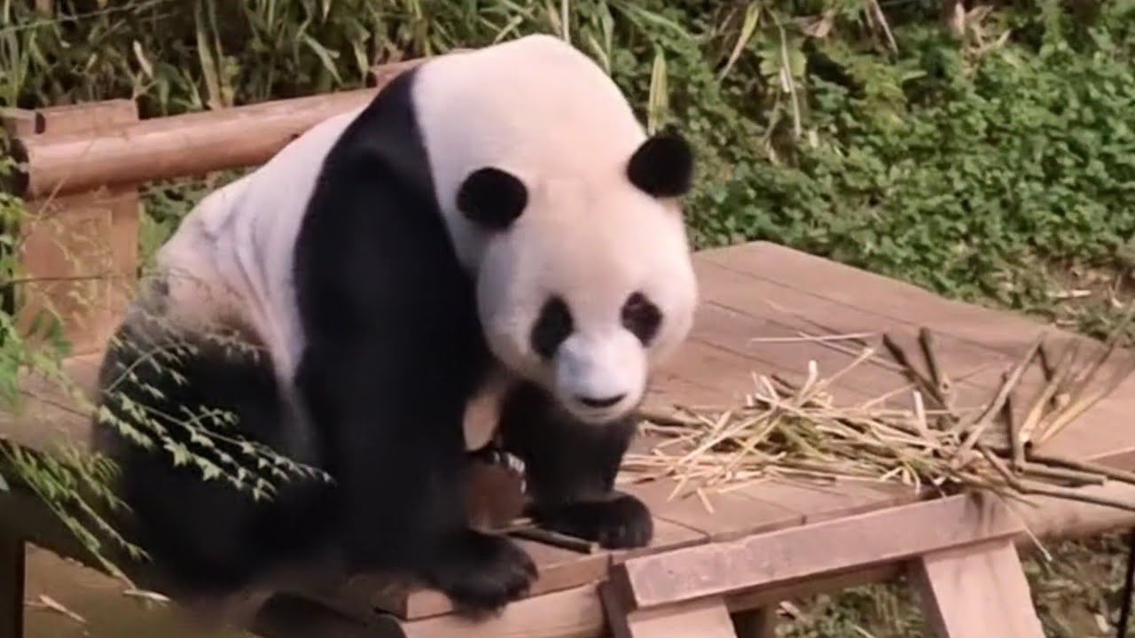 Farewell Fubao | 잘가푸바우