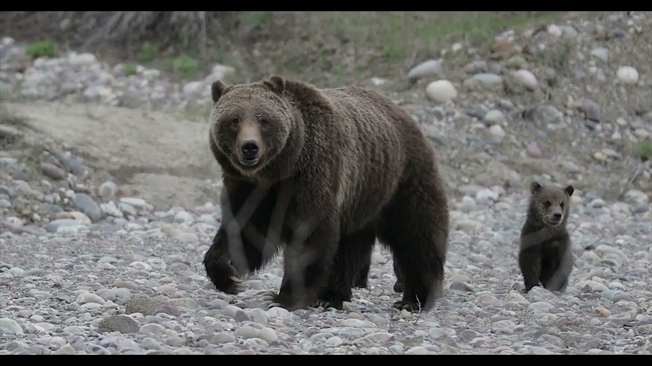 Grizzly 399 & 4 Cubs   BEST Highlights of spending 3 years with the world's most famous bear family