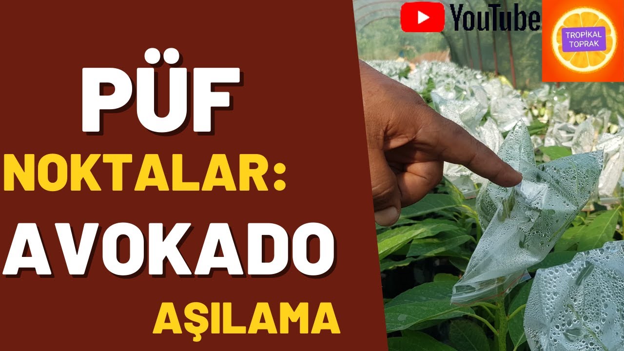 AVOKADO önemli AŞI TAKTİKLERİ #tropikaltoprakalanya #avokado #detaylıavokadoaşısı
