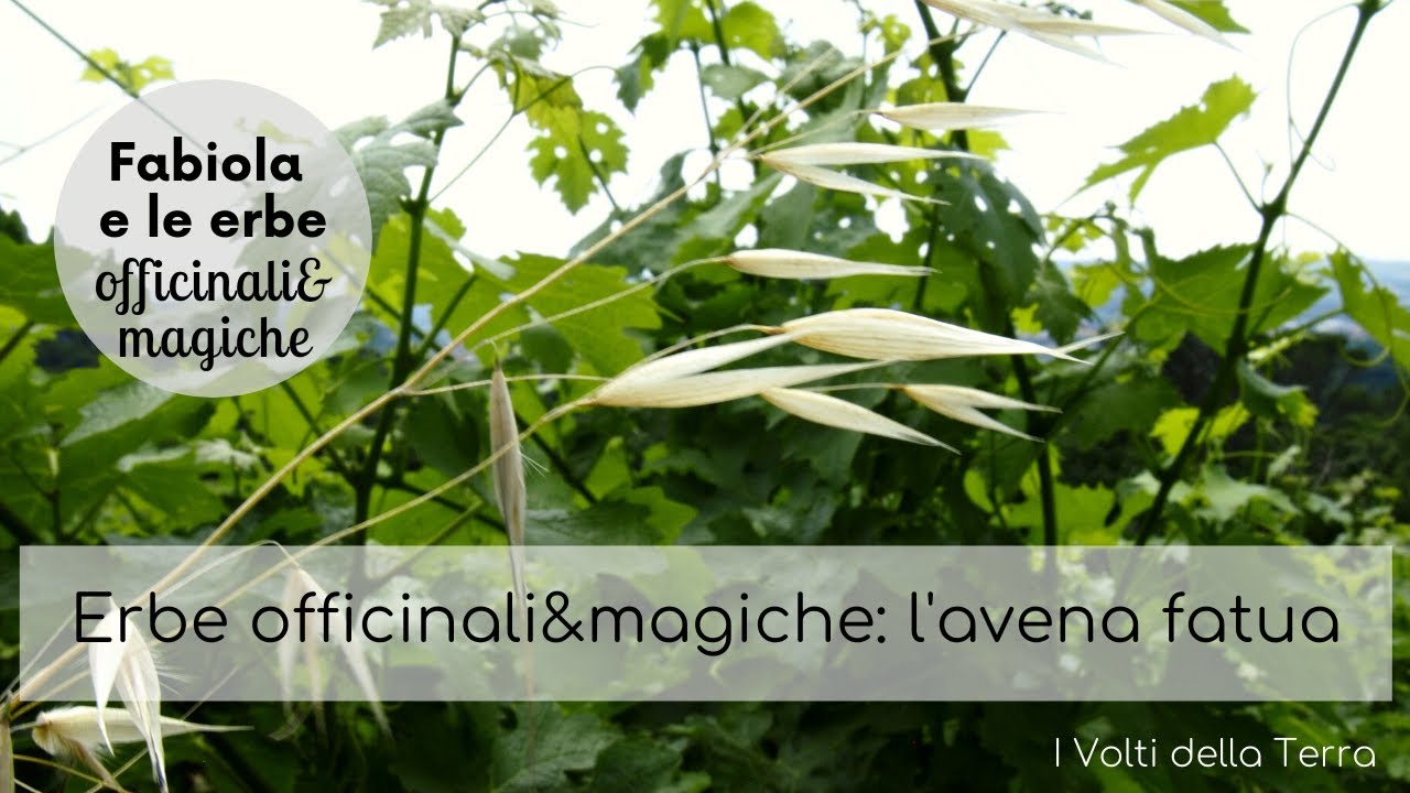Erbe officinali&magiche: l'avena fatua