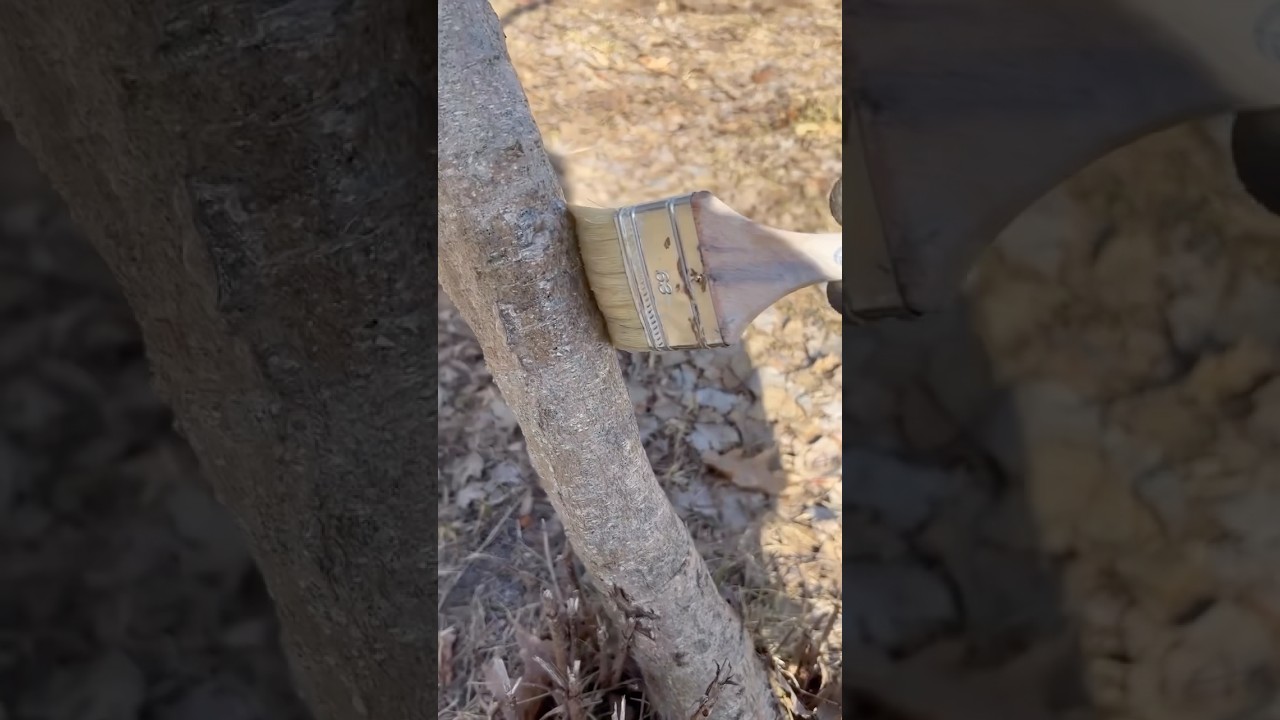Masz problem ze szkodnikami na drzewkach? Zastosuj już teraz, na początku wiosny klej entomologiczny