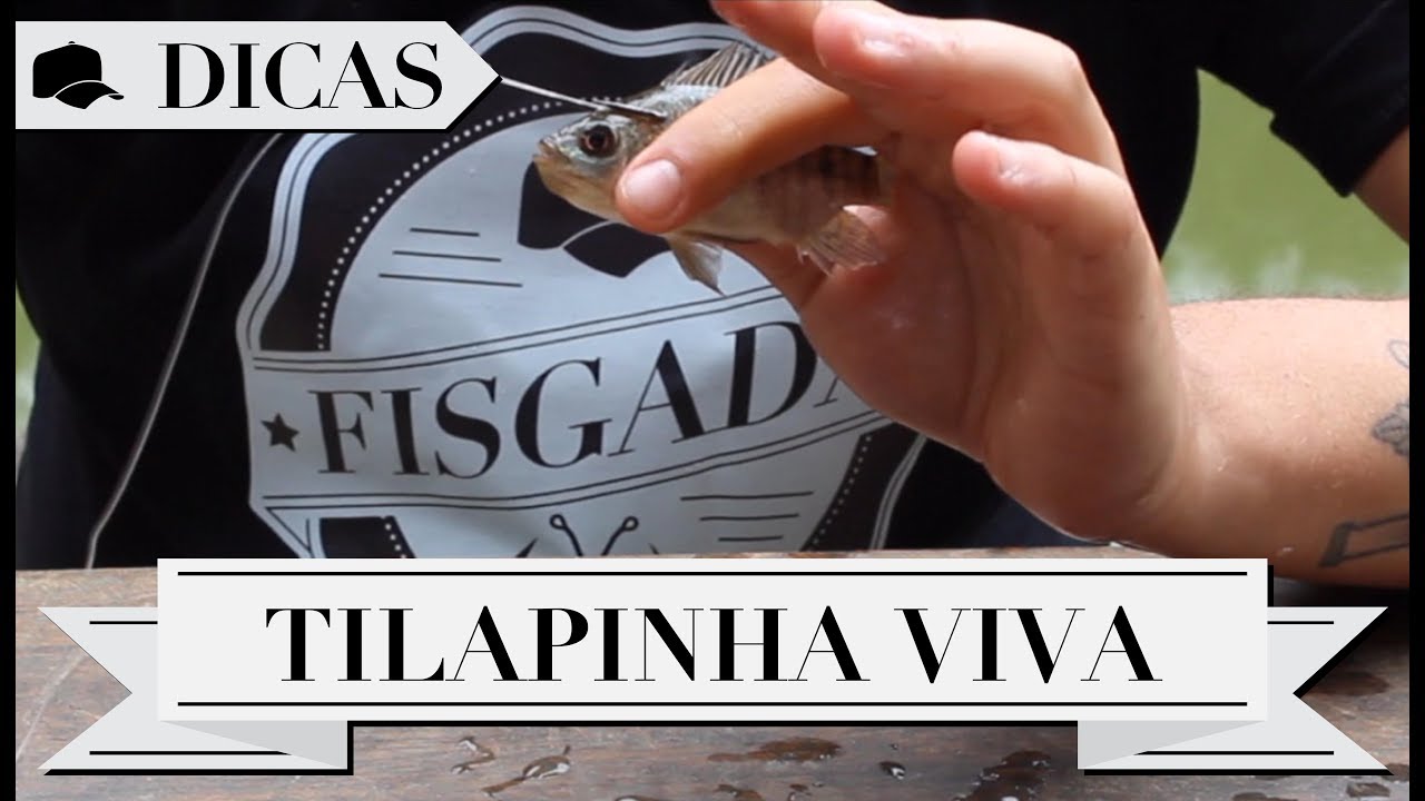 DICAS #12 - TILAPINHA VIVA