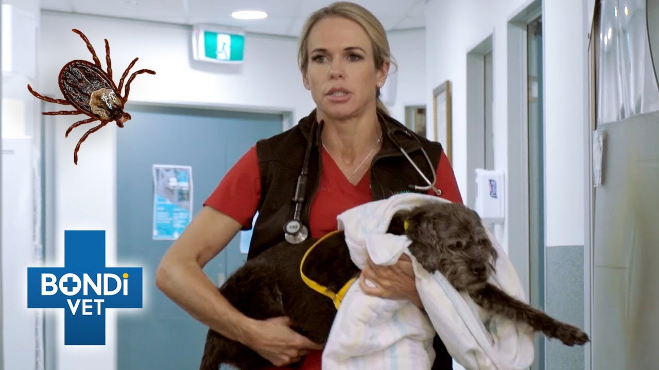 Turtle the Dog's Dangerous Tick Bite | Bondi Vet