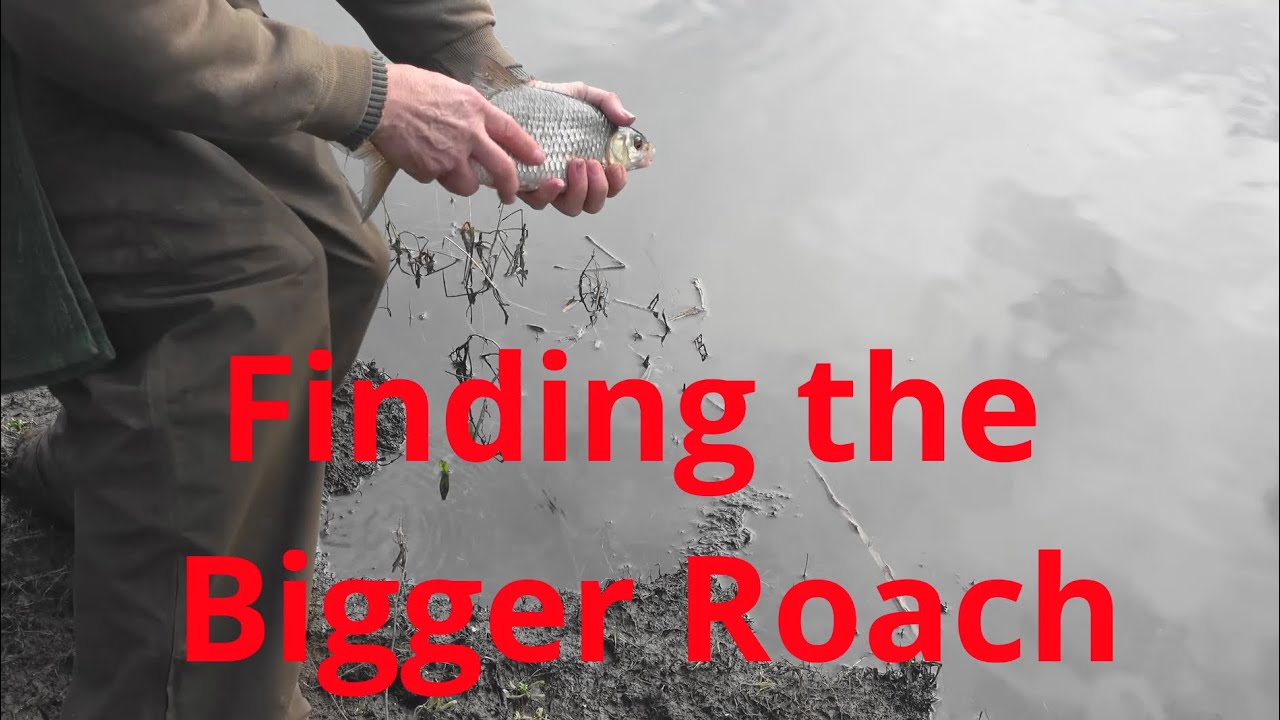 Finding the Bigger Roach