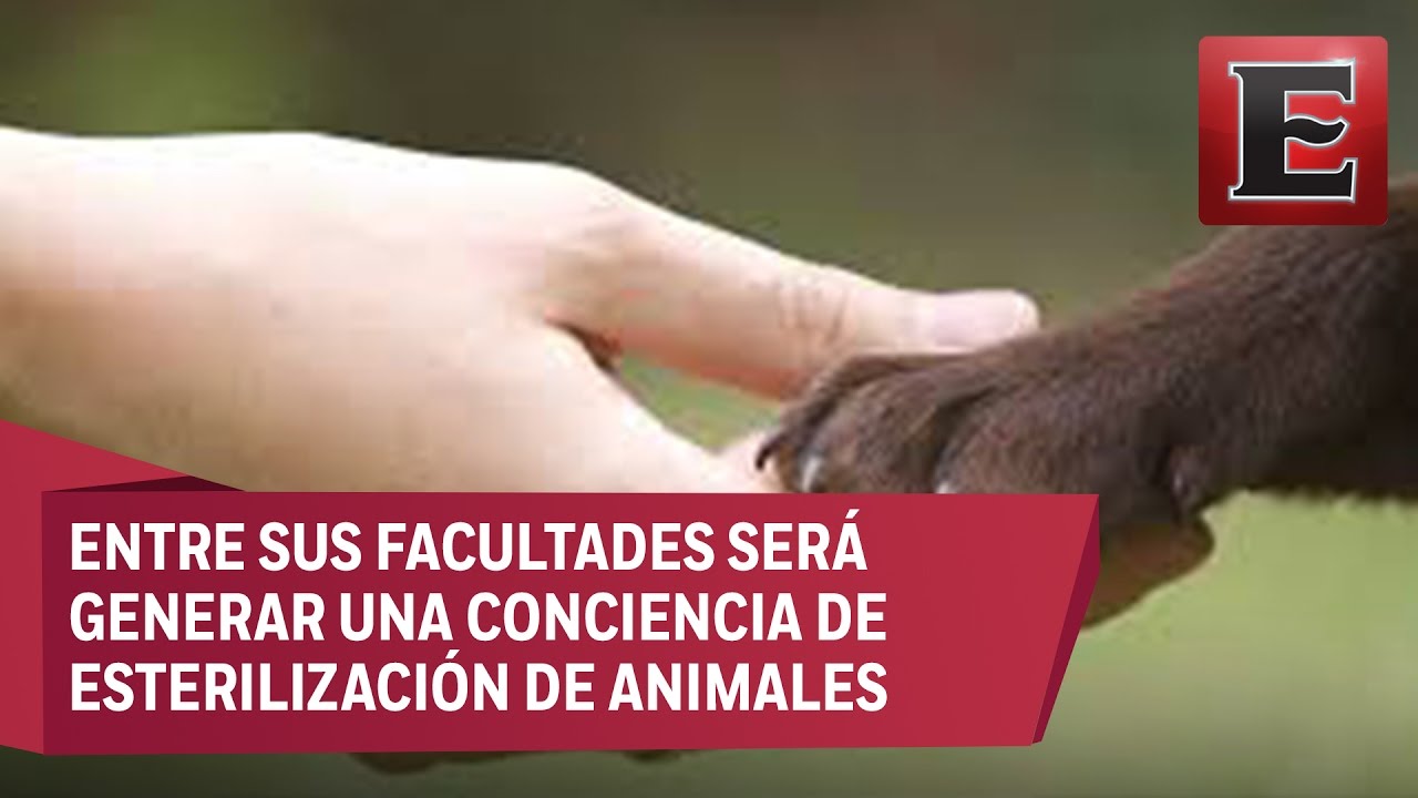 Se crea Agencia de Protecci&oacute;n Animal en la CDMX