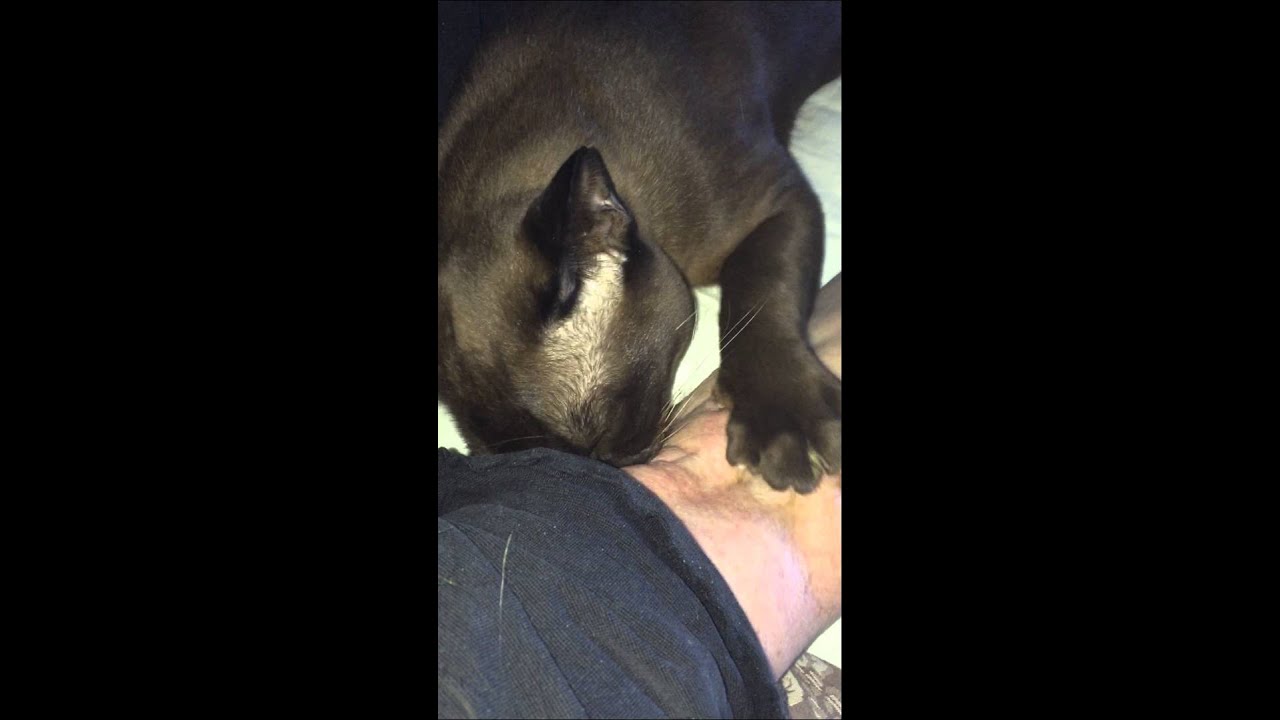 Angel Suckling from owners arm, Angel from angelsantics777