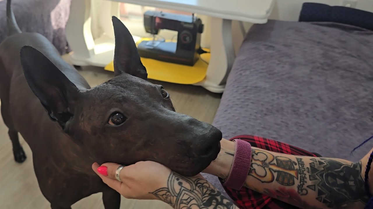 What is living with a Xolo dog like?