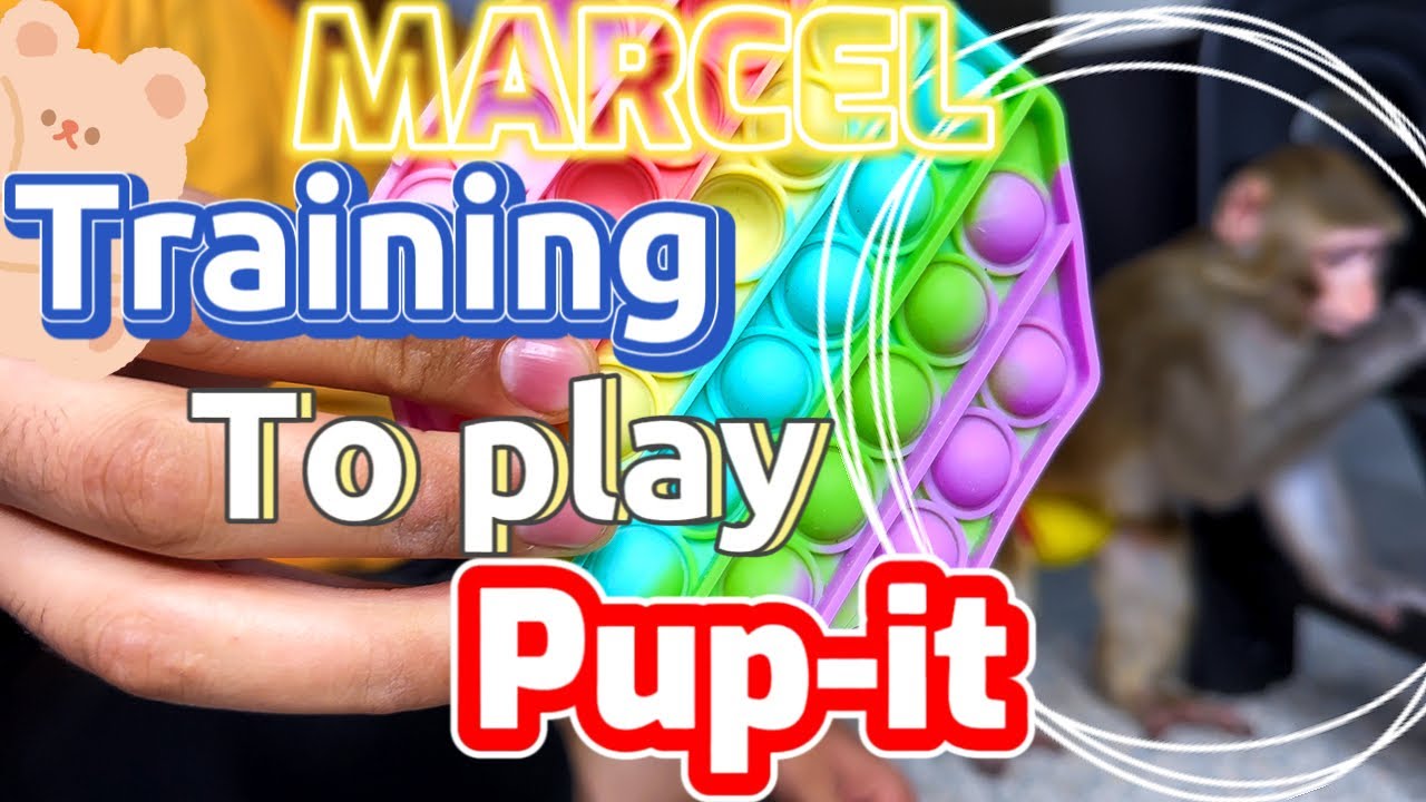 Training monkey (marcel )to how he can play with pup-it  #baby #cute #love #animal #marcel #monkey