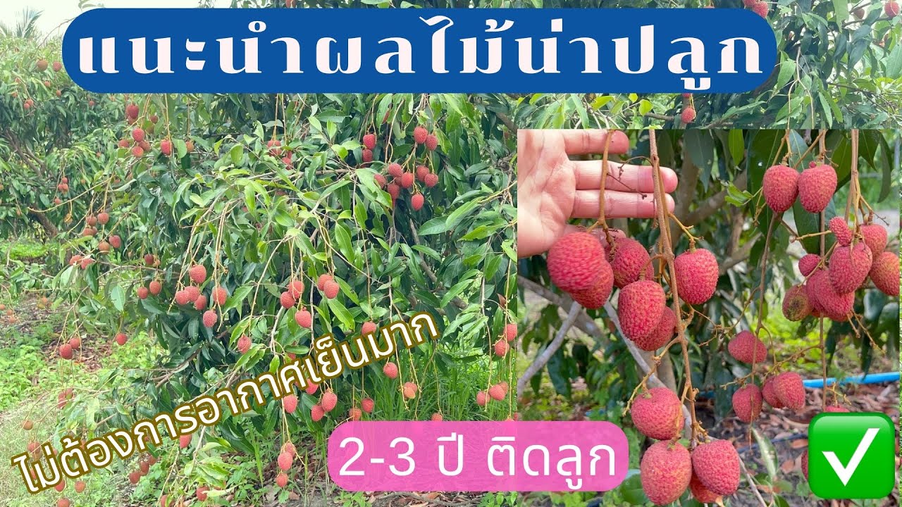 แนะนำผลไม้น่าปลูก  ลิ้นจี่ นพ.1