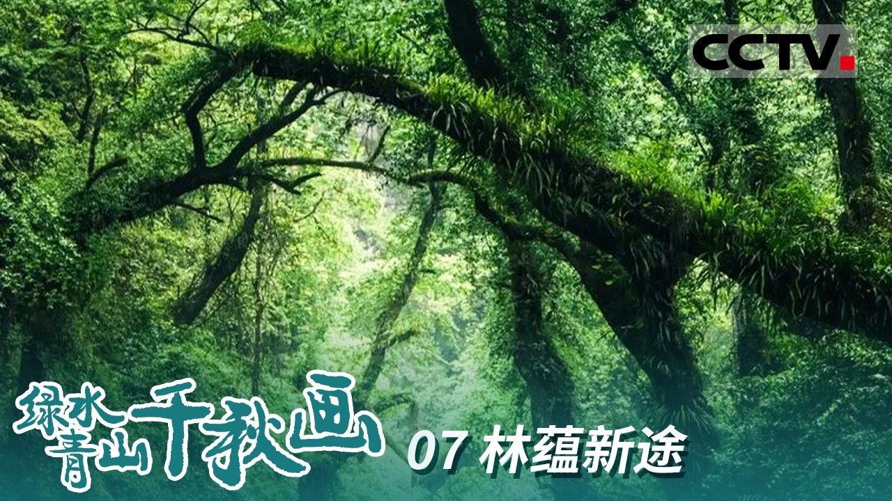 《绿水青山千秋画》07 林蕴新途：藏不住的绿色宝藏！森林覆盖率96%的天然氧吧 负氧离子爆表 【CCTV纪录】