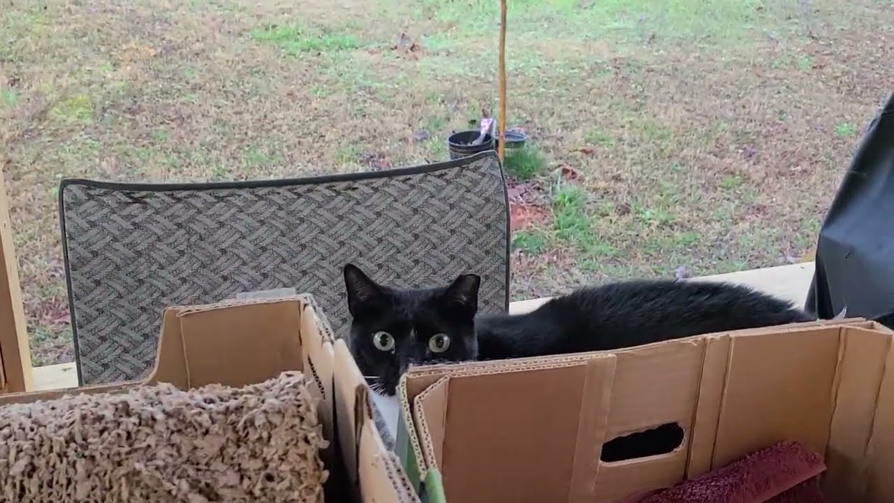 watch - evening time with the outdoors cats - furrr cat love entertainment 