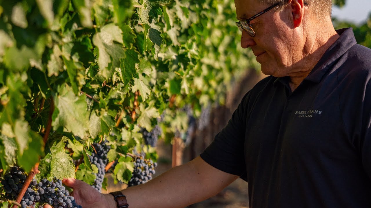 Digging Deeper | September 2024: The 2024 Vintage, 9 Months in the Making