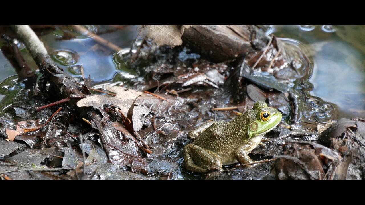 The Frog Pond