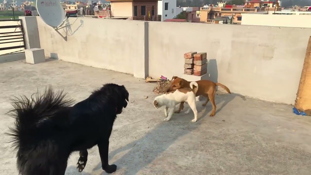 Ye Chhota Sa Dog Kitna Aggressive Hai || Dog’s Video || BROphy (The Dog) || Vlog - 140 ||
