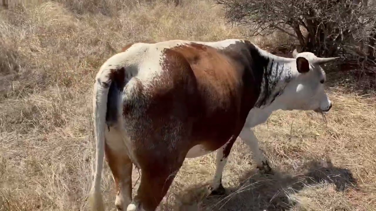NGUNI CATTLE Blessings!      TT BALL NGUNI