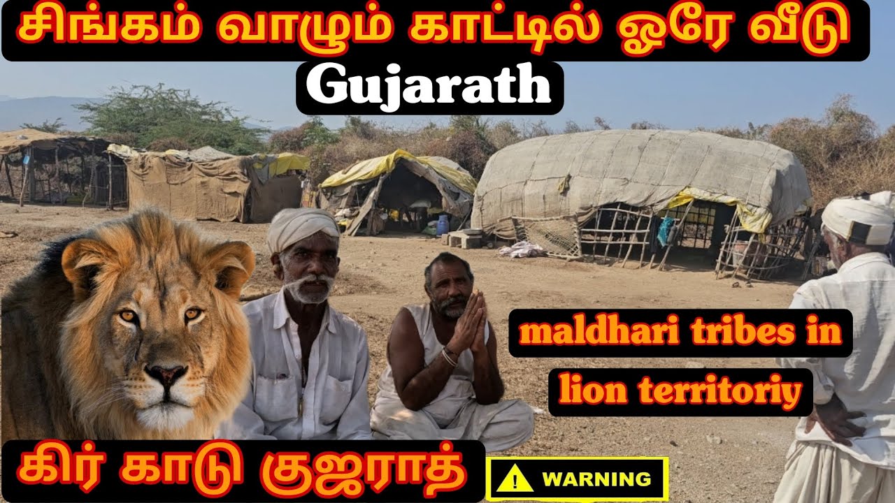 சிங்கம் வாழும் குஜராத் கிர் காட்டில் வசிக்கும் பழங்குடியினர்|maldhari tribes in gir forest|gujarath