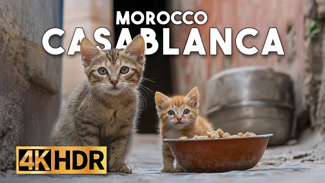 Casablanca Cats are Everywhere - Morocco - 4K 60FPS HDR