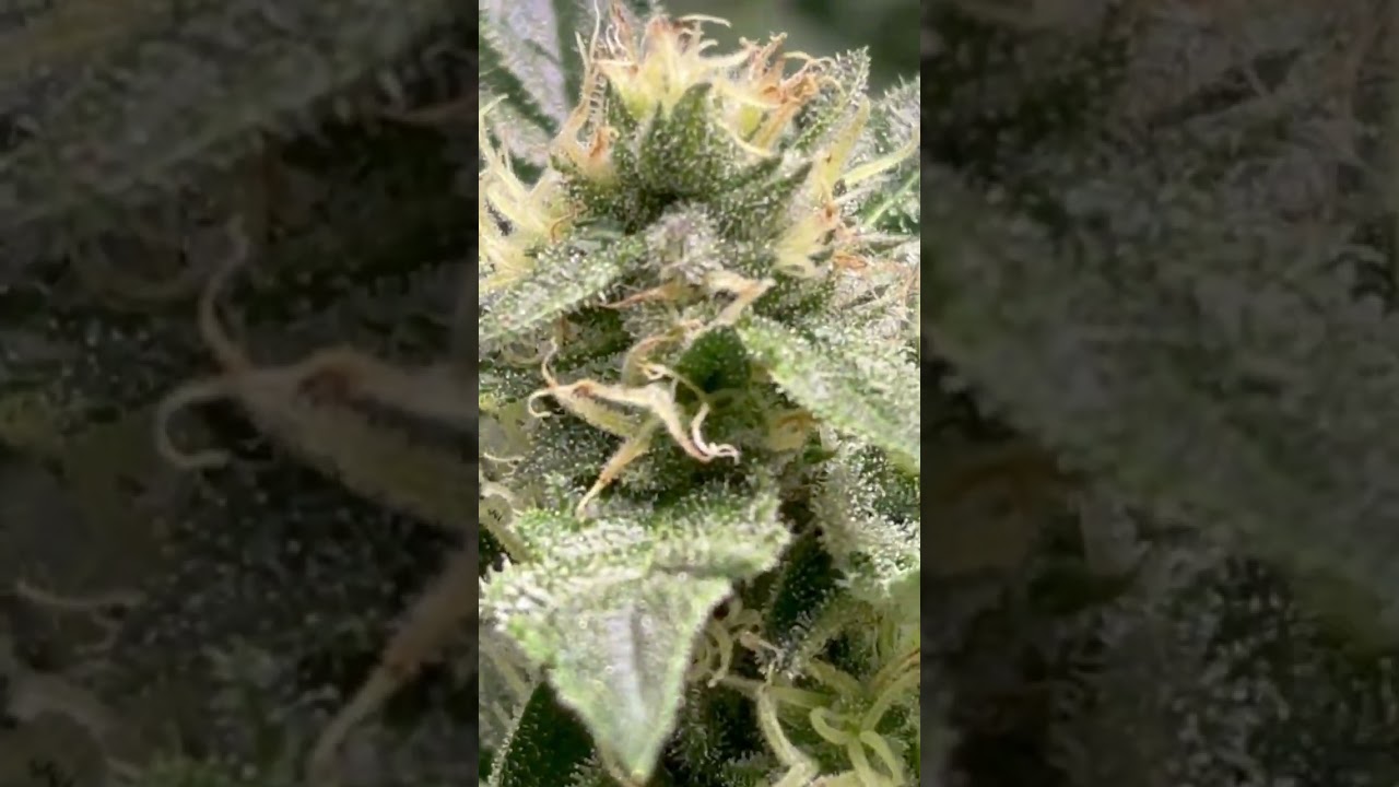 #fastbuds