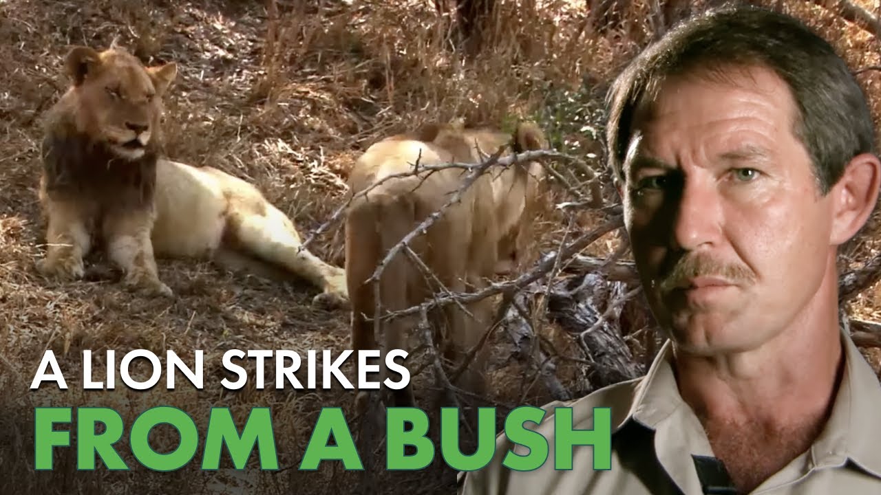 Lion Attack on Ranger in South Africa and More! 🦁 | Human Prey