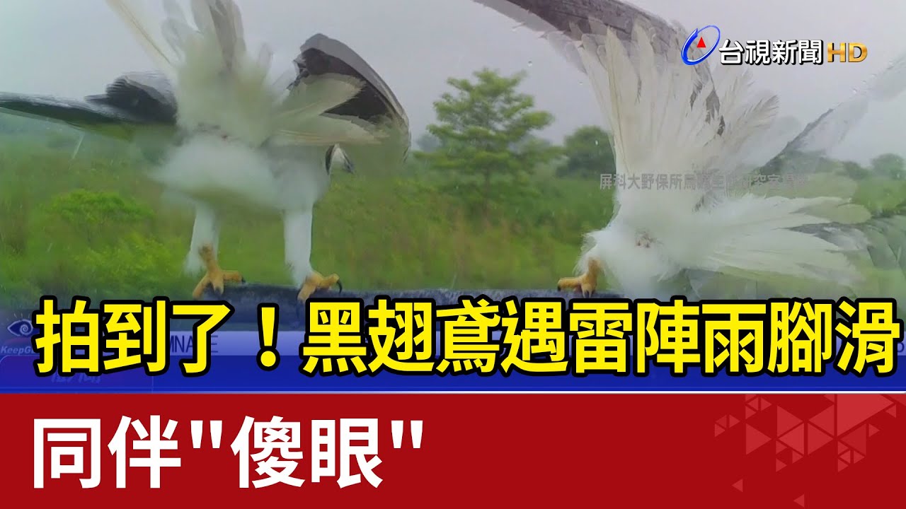 拍到了！黑翅鳶遇雷陣雨腳滑 同伴