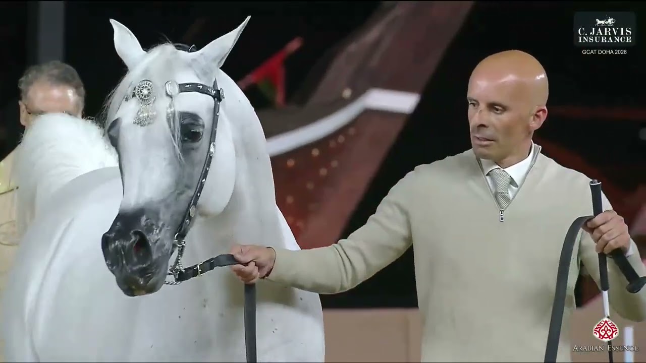 N 220 NABIL ALSAKAB   GCAT Doha 2026   Stallions 7 10 Years Old Class 11