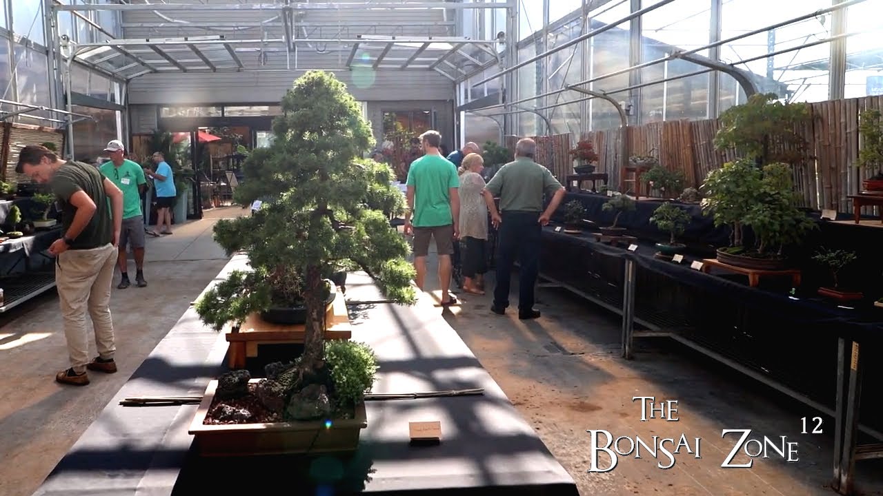 Осенняя выставка KW Bonsai Society 2025, Зона бонсай, октябрь 2025 г.