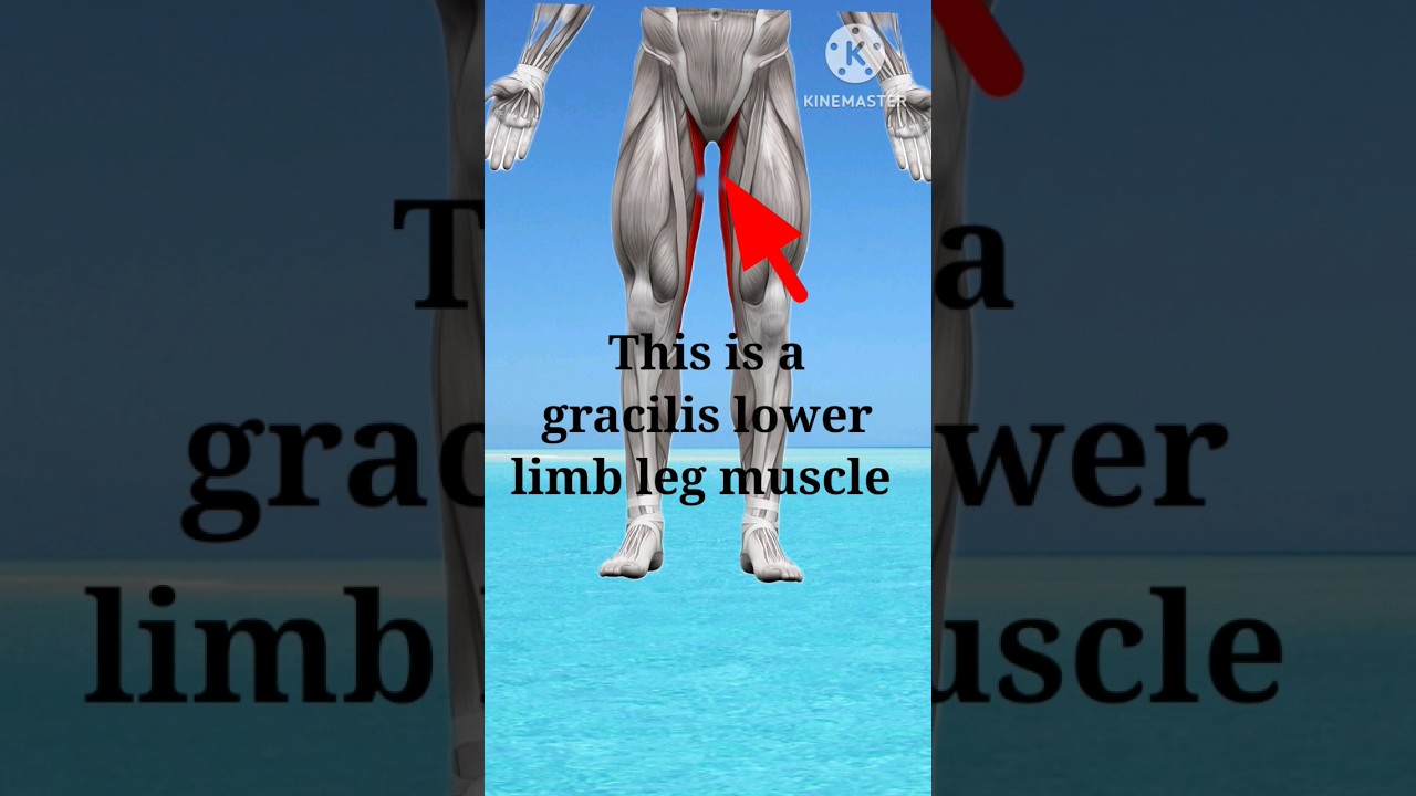 Lower limb muscle | gracilis muscle video | gracilis-origin-nerve video | #shorts #muscle #anatomy