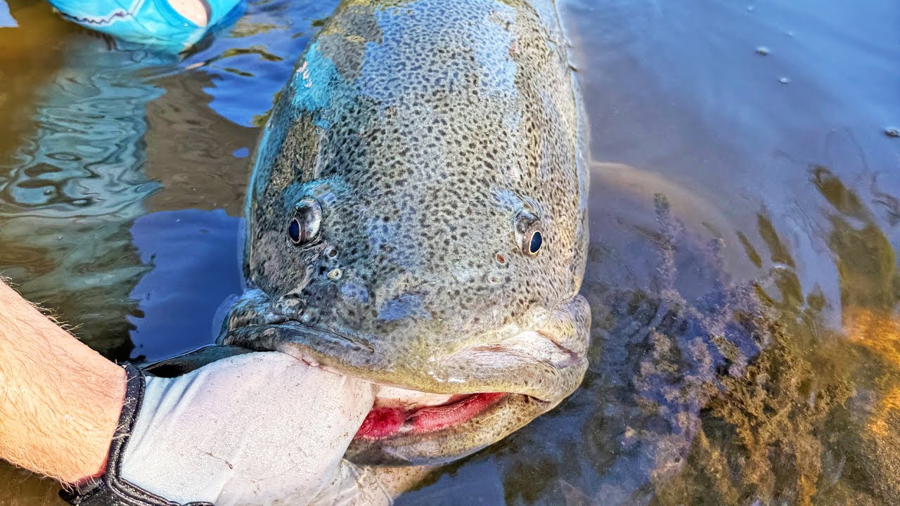Hunting Australia's Largest Freshwater Fish | 2-Day Remote River Adventure