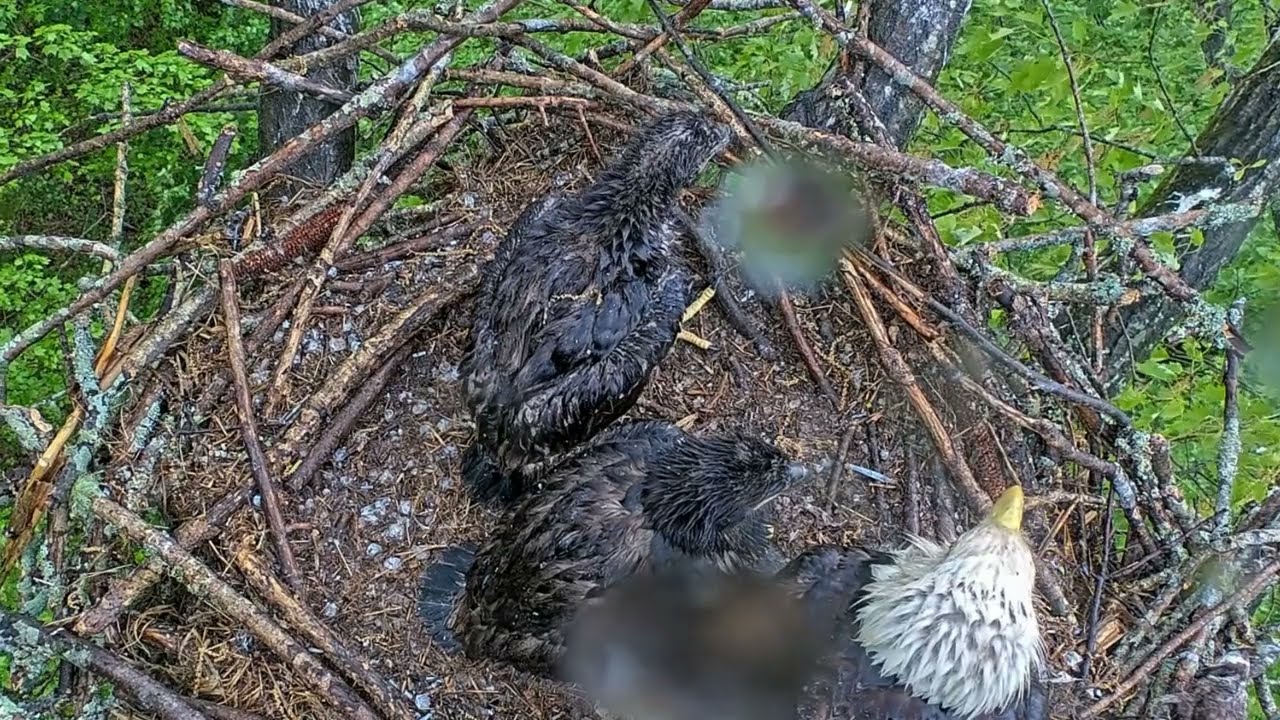 EP#449 #baldeagle Review birds in nest with nature #birdslovers #birdsounds #birdsnest #wildbirds