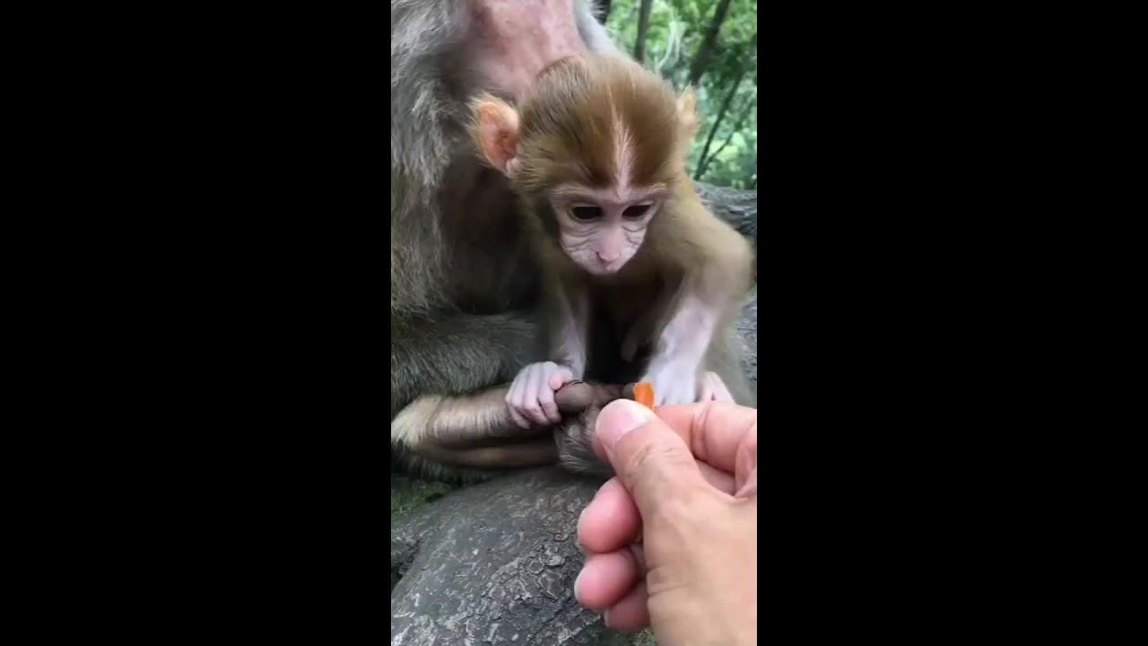 Monkey Animals SOO Cute! AWW Cute baby animals Videos Compilation CUTEST moment of the animals #329