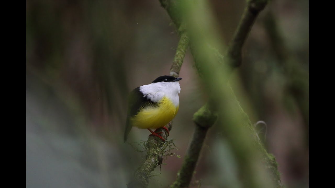 White-collared Manakin wing-buzzing and calling, slowed down