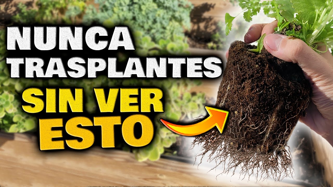 No TRASPLANTES PLANTAS ¡Sin Antes VER ESTO! | Cómo Trasplantar Plantas en Maceta | Huertos Urbanos