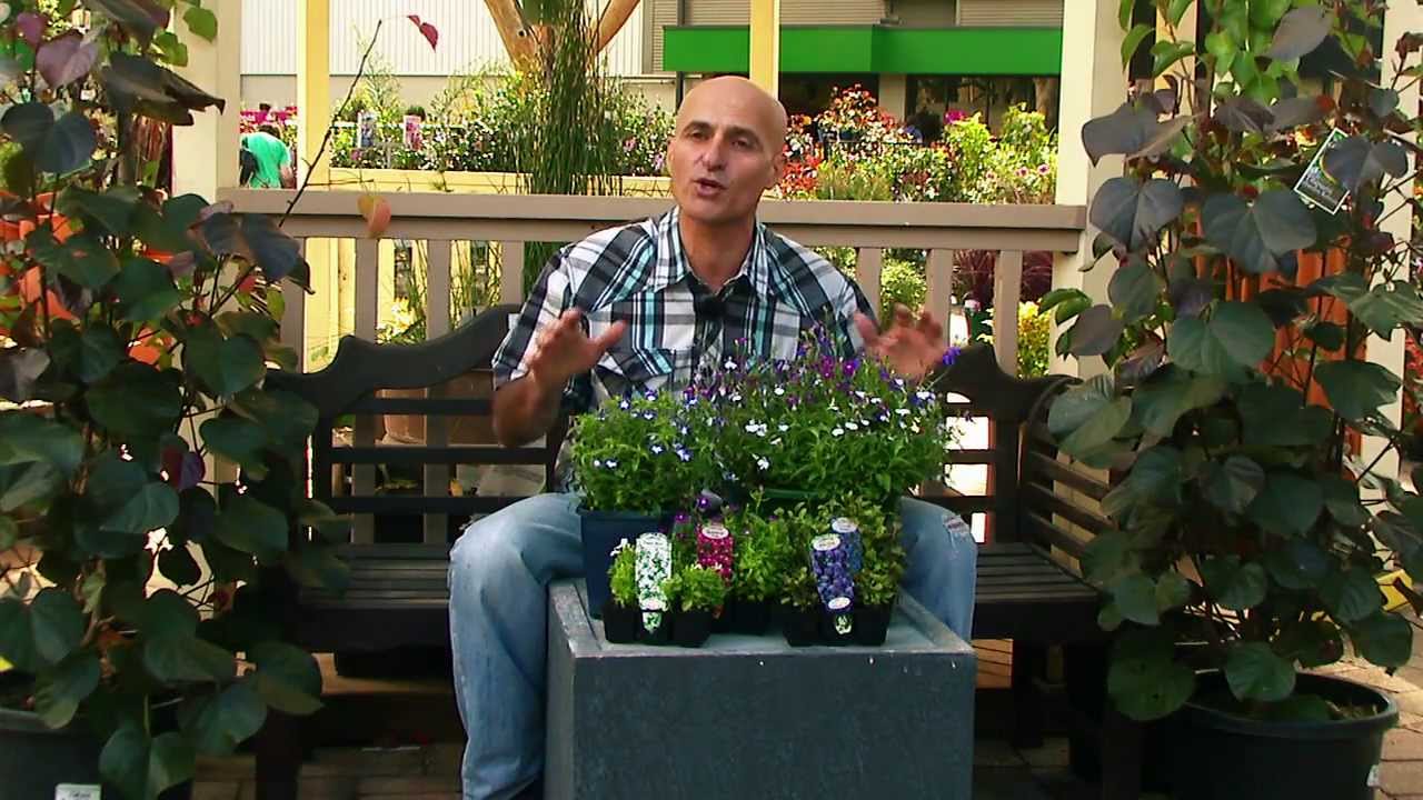 Flower Of The Week - Lobelia