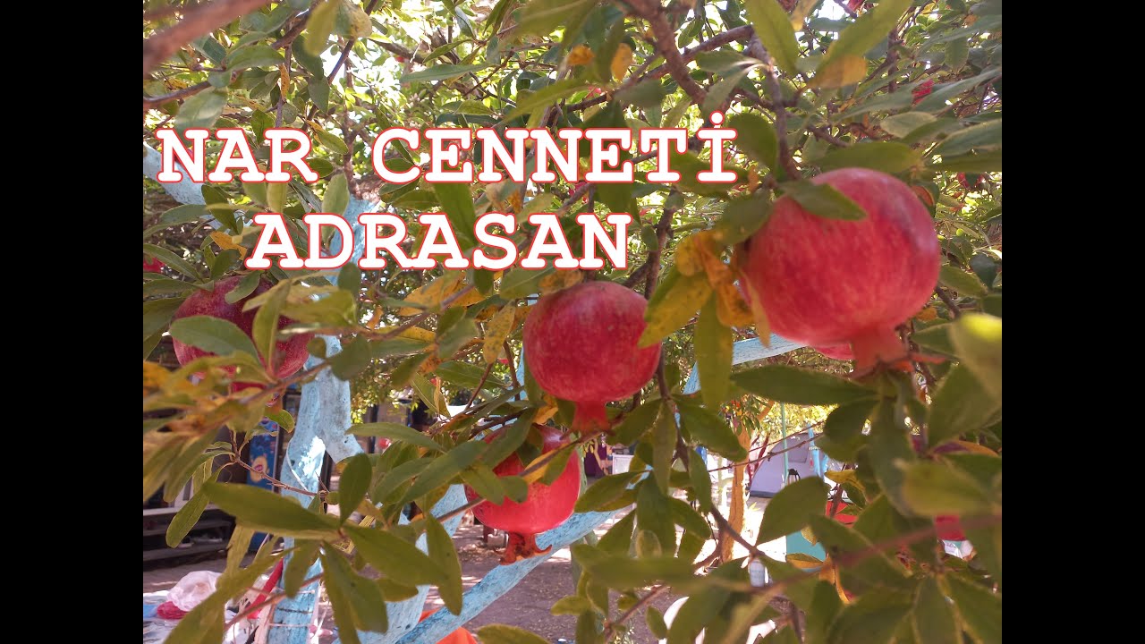 NAR HASADI